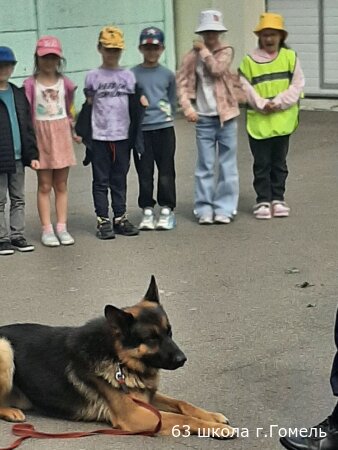 Четвероногие помощники